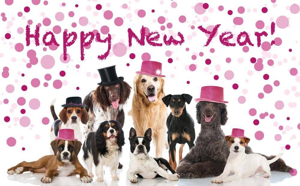 Drużyna psów wita w nowy rok